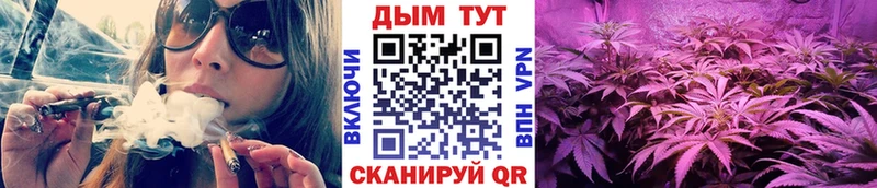 Конопля гибрид  Ленинск 
